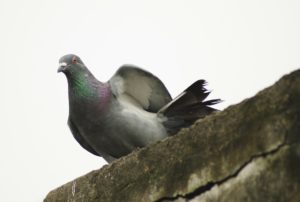 pigeon-166488_1280