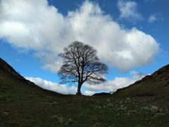 My last photo of Sycamore Gap Tree